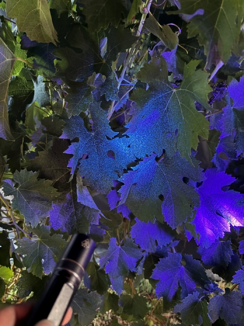 Journée de tests traitements phytosanitaires