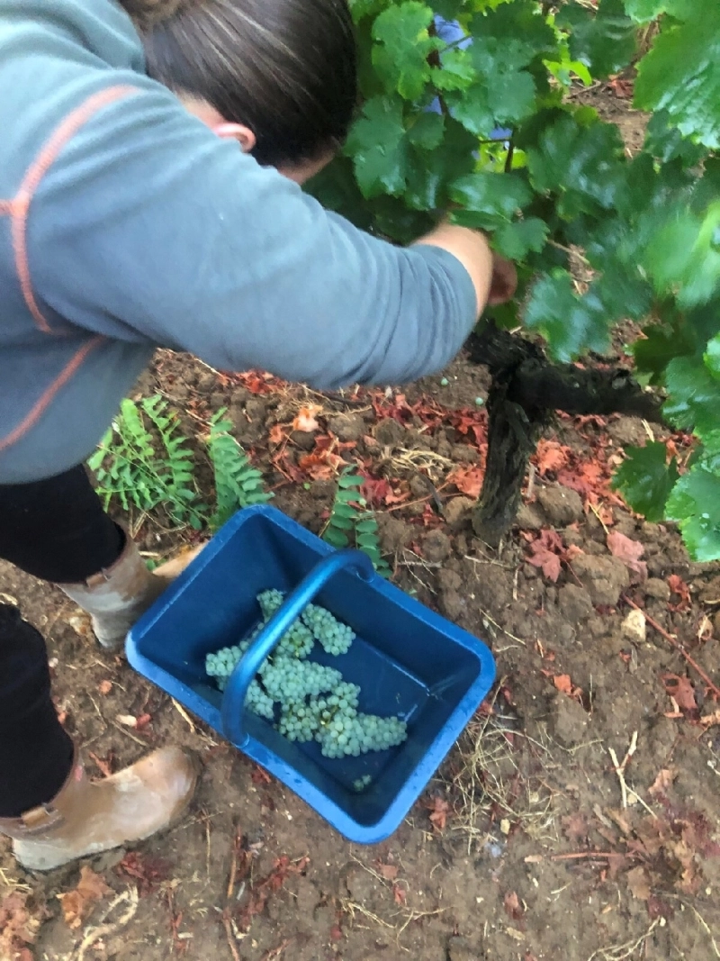 Vendanges 2025 déjà lancées !