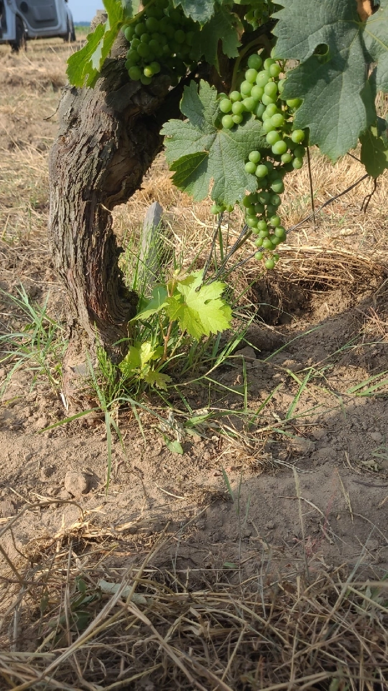 L'Épamprage dans les Vignes : Un Geste Technique pour une Meilleure Qualité du Raisin