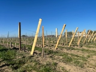 L'installation de palissage dans les vignes : guide pratique pour une viticulture optimale