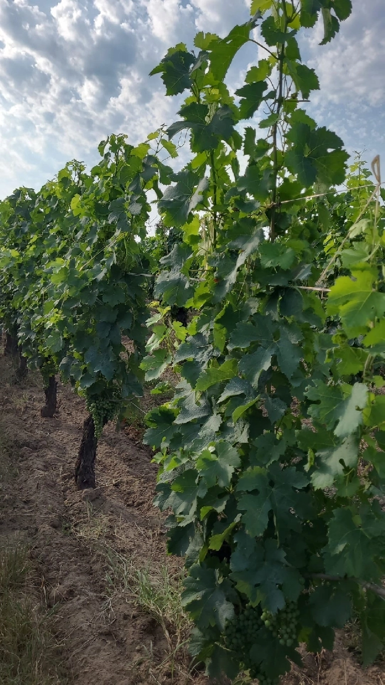 Le Levage dans les Vignes : Une Étape Clé pour une Vigne Bien Conduite