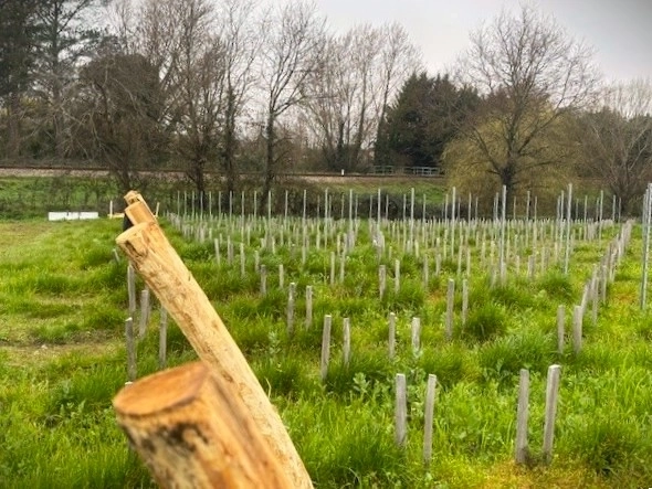 L'installation de palissage dans les vignes : guide pratique pour une viticulture optimale