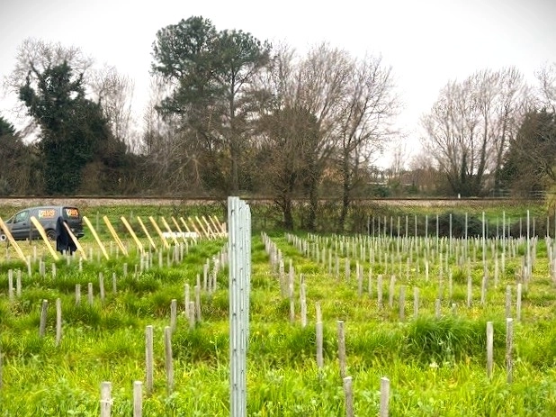🌿🍇 Palissage de la vigne : on met vos rangs sur la bonne voie !