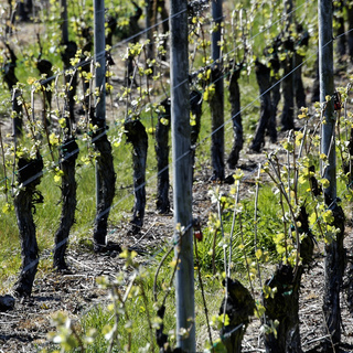 Comment faire le plan de palissage viticole ?